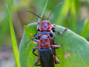 Cantharidae - Flugbaggar