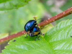 Chrysomelidae - Leaf Beetles - Lövbaggar