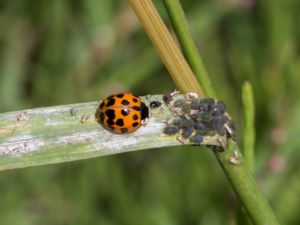 Coccinellidae - Ladybugs - Nyckelpigor