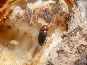 Erotylidae - Trädsvampbaggar
