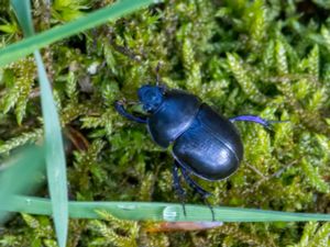 Geotrupidae - Earth-boring Dung Beetles - Tordyvlar