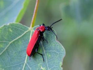 Pyrochroidae - Kardinalbaggar