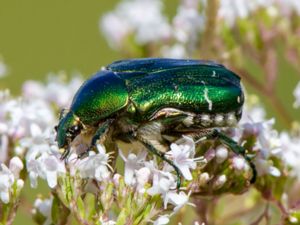 Scarabaeidae - Scarab Beetles - Bladhorningar
