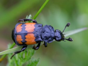Silphidae - Asbaggar