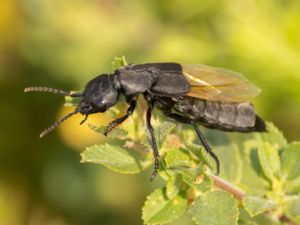 Staphylinidae - Rove Beetle - Kortvingar