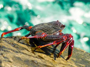Grapsus grapsus - Sally Lightfoot Crab
