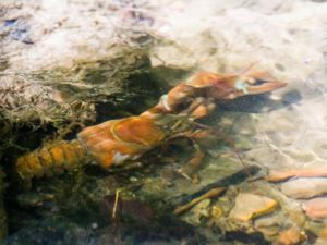 Pacifastacus leniusculus - Signal Crayfish - Signalkräfta
