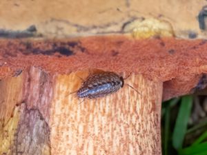 Philoscia muscorum - Common Striped Woodlouse