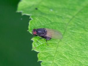 Lauxaniidae - Lövflugor
