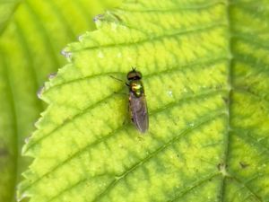 Stratiomyidae - Vapenflugor