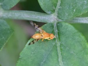 Tephritidae - Borrflugor