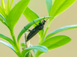 Bibionidae - Hårmyggor