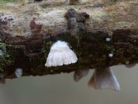 Crepidotus cesatii Trollskogen, Klagshamns udde, Malmö, Skåne, Sweden 20230321_0004