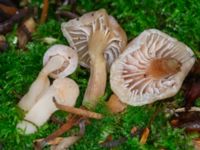 Fungi Ädelgransplanteringen, Toarp, Malmö, Skåne, Sweden 20231113_0068