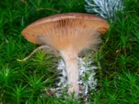 Fungi on Cortinarius caninus Ädelgransplanteringen, Toarp, Malmö, Skåne, Sweden 20231113_0020