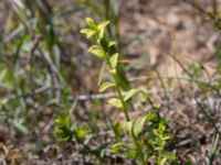 Uromyces pisi on Euphorbia esula Lilla Frö, Mörbylånga, Öland, Sweden 20170526_0140