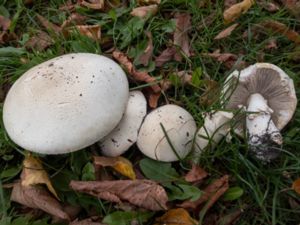 Agaricus arvensis - Horse Mushroom - Snöbollschampinjon