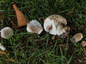 Agaricus bisporus - Cultivated Mushroom - Trädgårdschampinjon