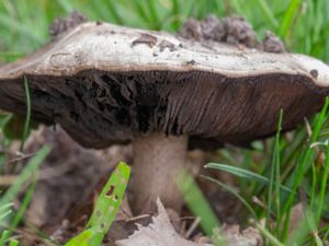 Agaricus bitorquis - Pavement Mushroom - Vägchaminjon