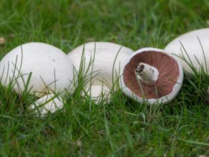 Agaricus campestris - Field Mushroom - Ängschampinjon