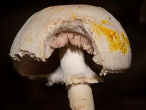 Agaricus xanthoderma - Yellow-staining Mushroom - Giftchampinjon