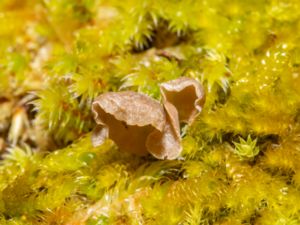 Arrhenia retiruga - Small Moss Oysterling
