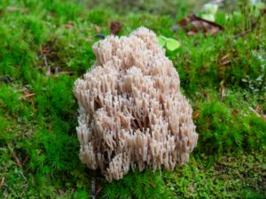 Artomyces pyxidatus - Crown-tipped Coral Fungus - Kandelabersvamp