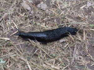 Arion ater - European Black Slug - Svart skogssnigel