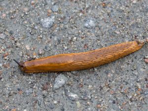 Arion vulgaris - Spanish Slug - Spansk skogssnigel