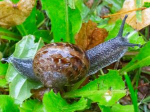 Cornu aspersum - Garden Snail - Fläckig vinbergssnäcka
