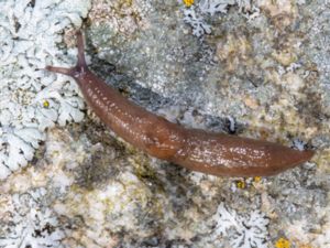 Deroceras laeve - Meadow Slug - Sumpsnigel