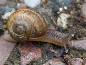 Helix pomatia - Burgundy Snail - Vinbergssnäcka
