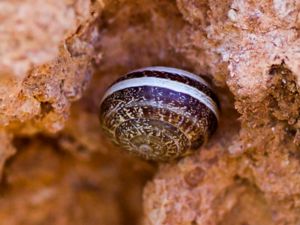 Massylaea vermiculata - Chocolate-band Snail - Nudelsnäcka