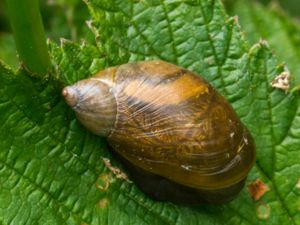 Succinea putris - Large Amber Snail - Större bärnstenssnäcka