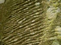 Wave pattern in stone Barranco de Ruiz, Tenerife, Canary Islands, Spain 20110222 103
