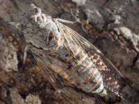 Cicada mordoganensis Elounda, Crete, Greece 20130704 033