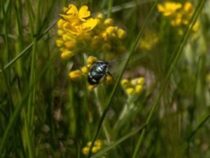Eurydema oleracea - Rape Bug - Rapssugare