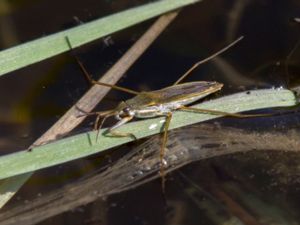 Gerris lacustris - Common Pond Skater - Allmän skräddare