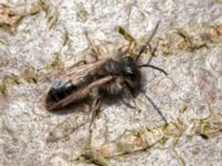 Andrena apicata male Reningsverket, Klagshamns udde, Malmö, Skåne, Sweden 20190329_0003