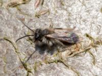 Andrena apicata male Reningsverket, Klagshamns udde, Malmö, Skåne, Sweden 20190329_0004