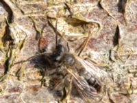 Andrena apicata male Reningsverket, Klagshamns udde, Malmö, Skåne, Sweden 20190329_0017