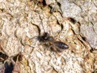 Andrena apicata male Reningsverket, Klagshamns udde, Malmö, Skåne, Sweden 20190329_0022