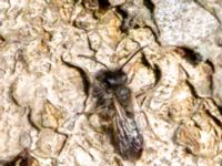 Andrena apicata male Reningsverket, Klagshamns udde, Malmö, Skåne, Sweden 20190329_0025