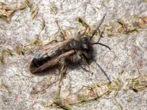 Andrena apicata - Spetssandbi