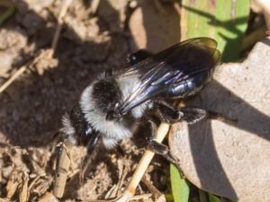 Andrena cineraria - Ashy Mining Bee - Sobersandbi