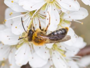 Andrena haemorrhoa - Early Mining Bee - Trädgårdssandbi