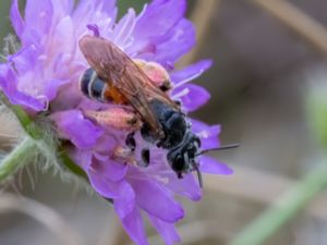 Andrena hattorfiana - Väddsandbi