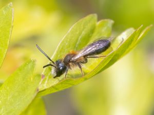 Andrena helvola - Coppice Mining Bee - Äppelsandbi