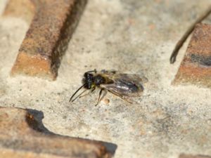 Andrena praecox - Small Sallow Mining Bee - Vårsandbi