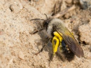 Andrena vaga - Solitary Digger Bee - Sälgsandbi